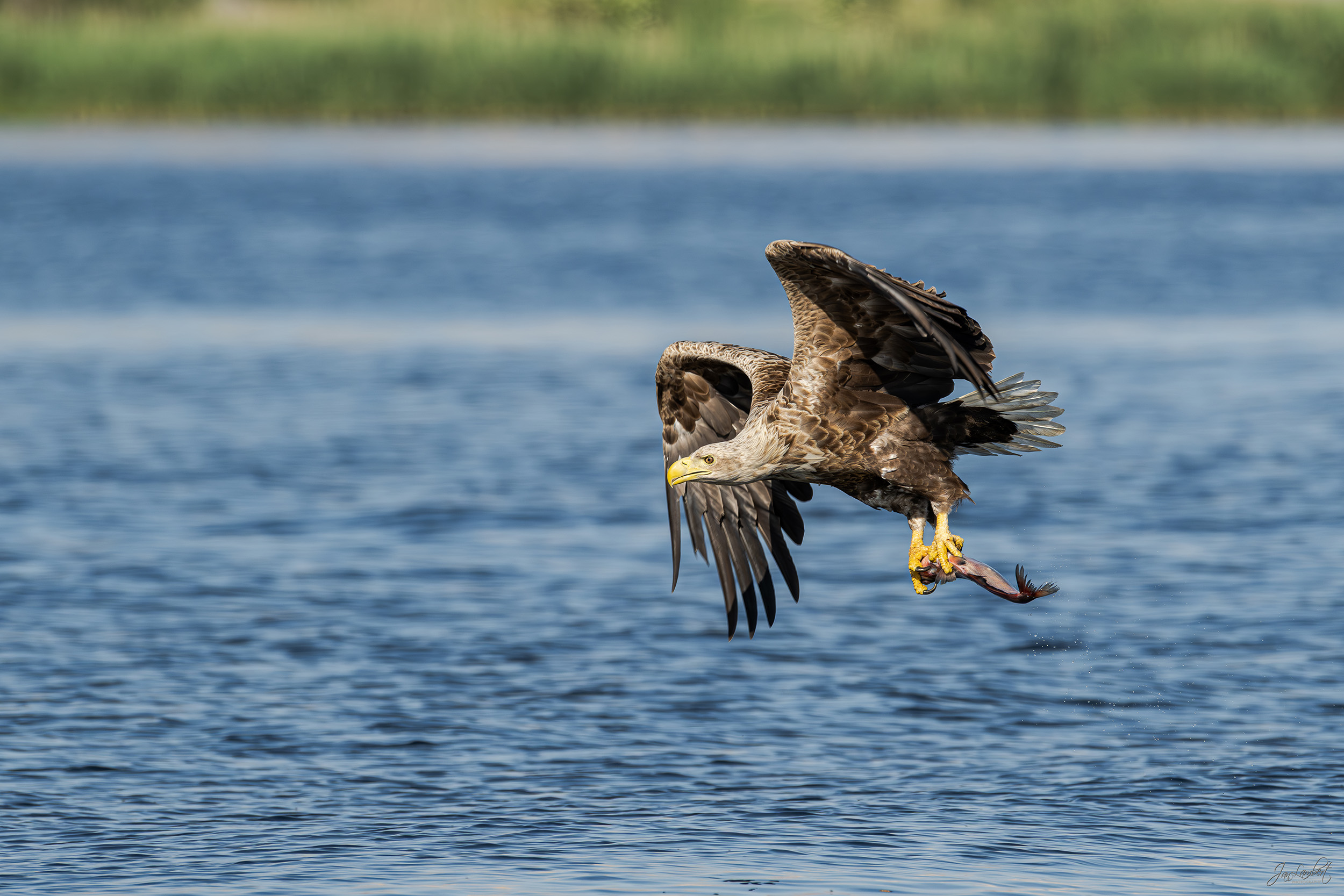 foto zeearend - janlambertphotography.com